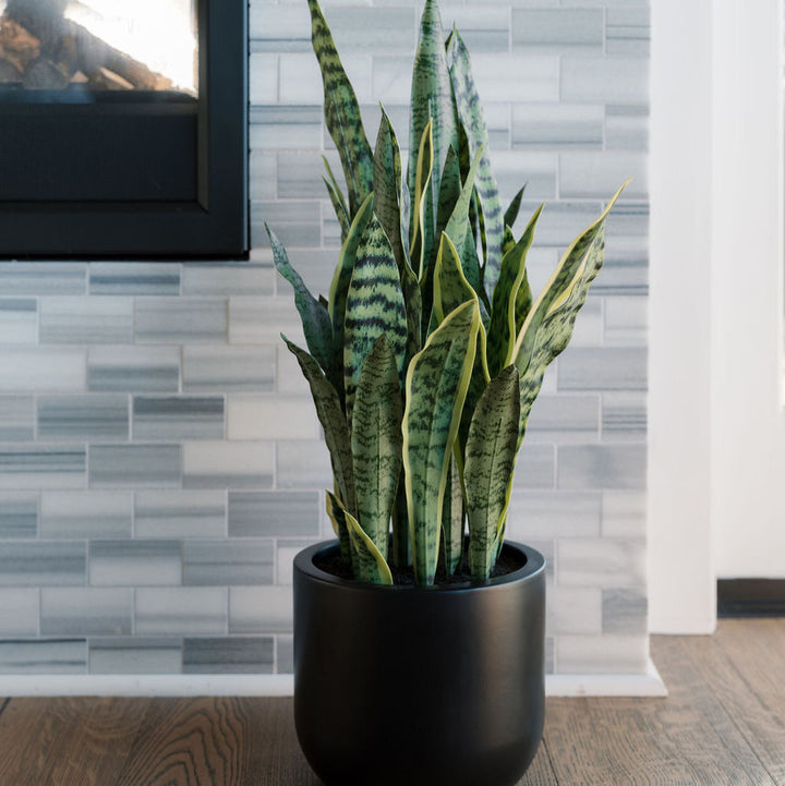 30" Snake Plant