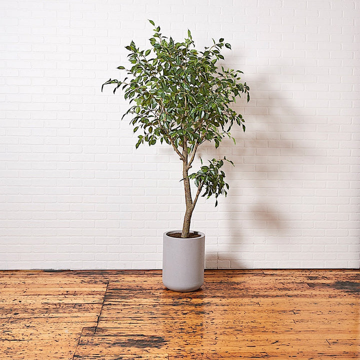 Artificial Ficus Tree with Artisan Planter