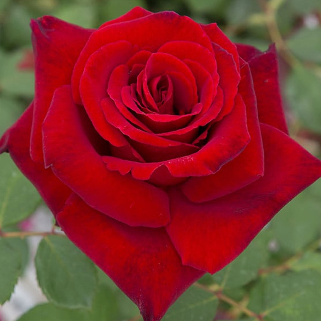 Loves Promise Rose 1.5 gallon Pot