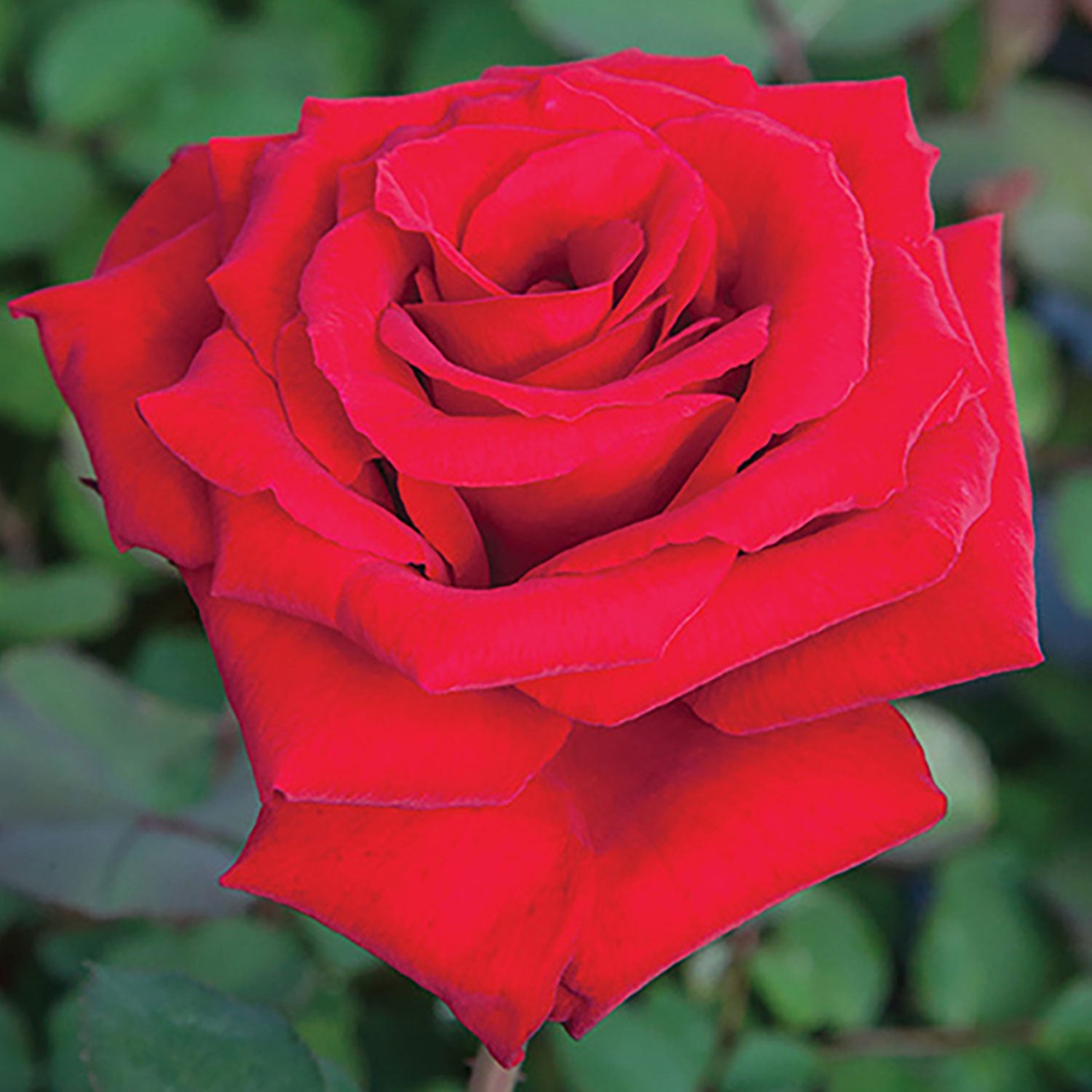 Loves Promise Rose Plant Potted | Fragrant Red Flowers