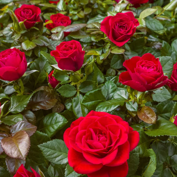 Loves Promise Rose 1.5 gallon Pot