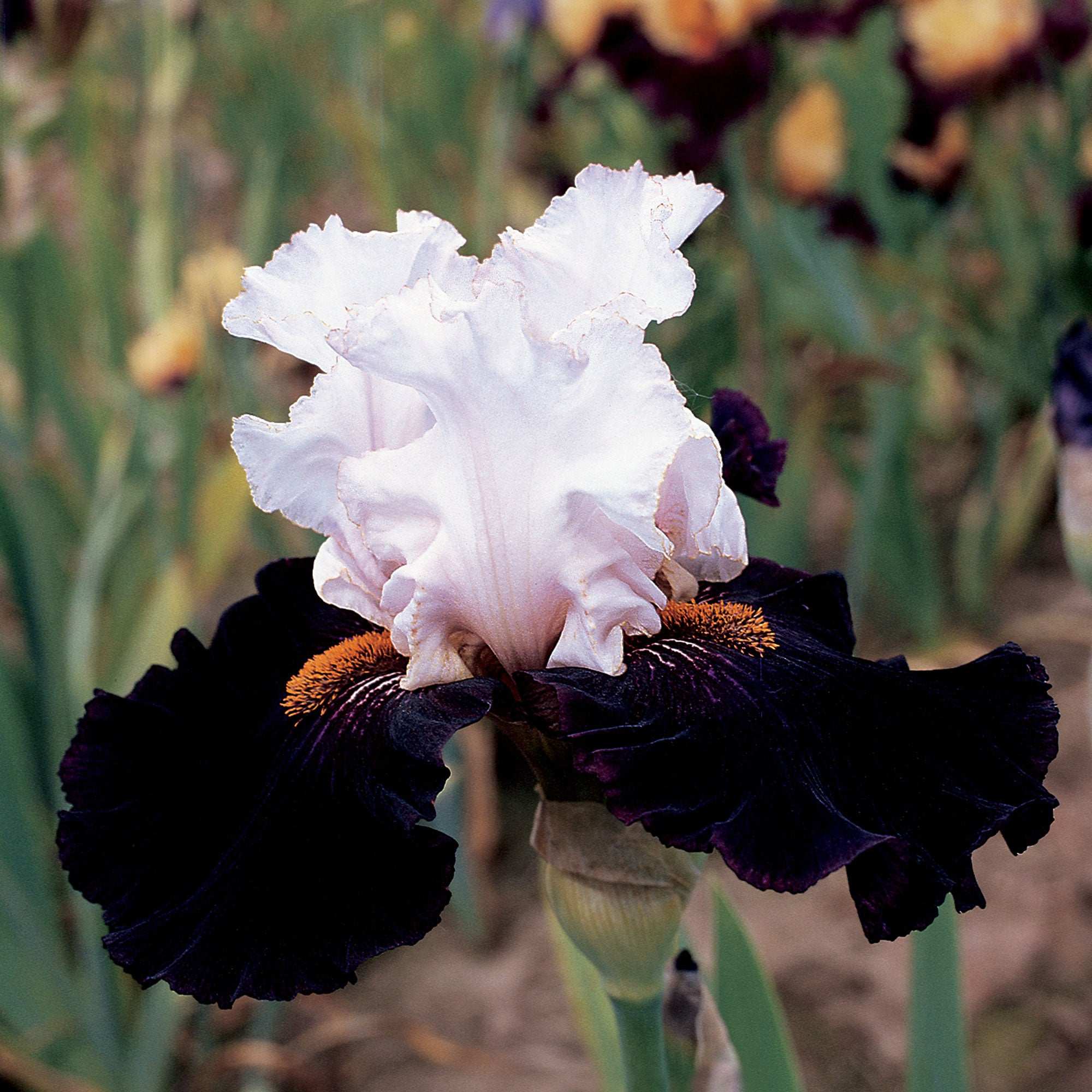 Starring Bearded Iris Potted Quart Pot