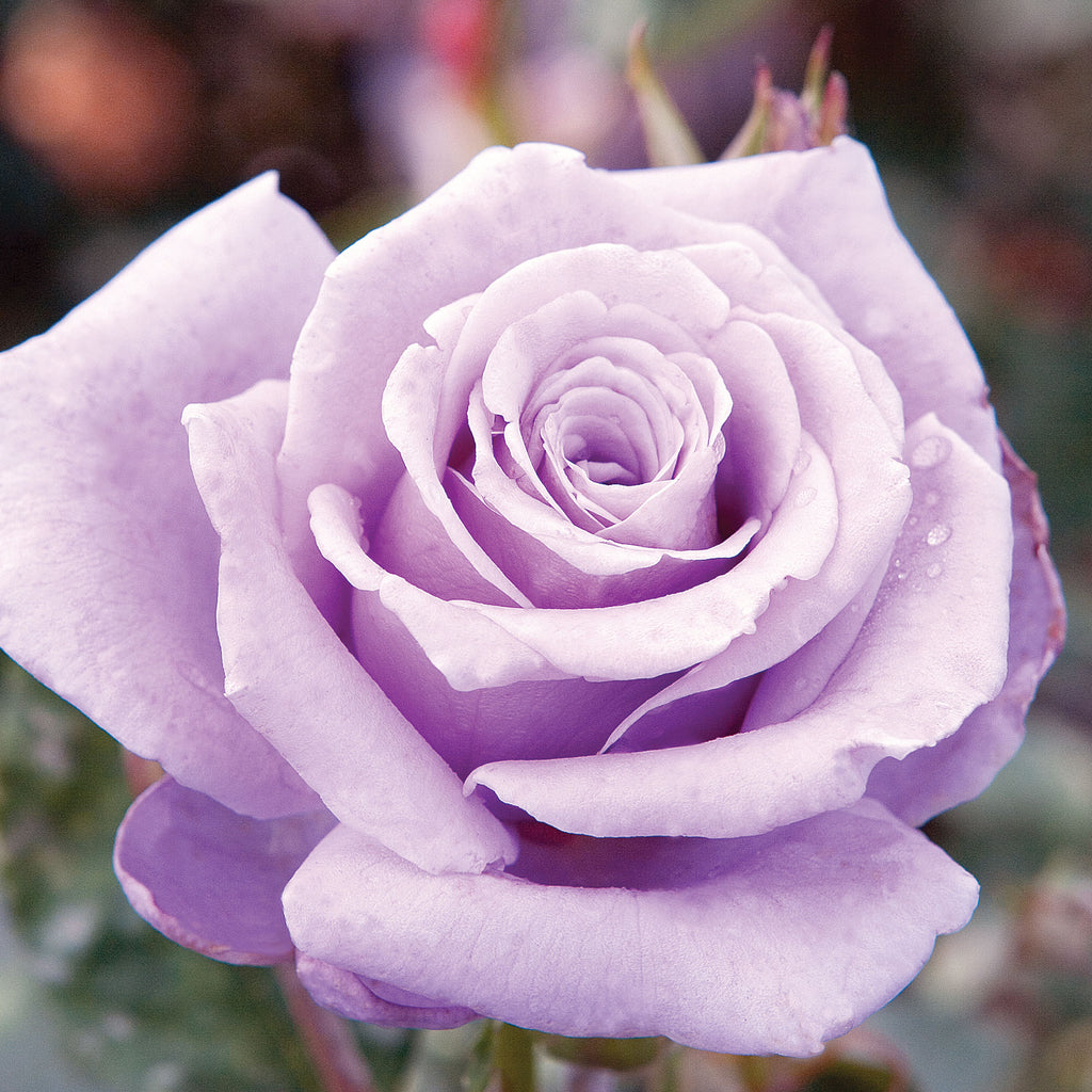 柴*犬様   ROSE スプーン STERLING 925 Sterling Silver Rose (FISsan) 1.5 Gallon | Lavender Hybrid Tea