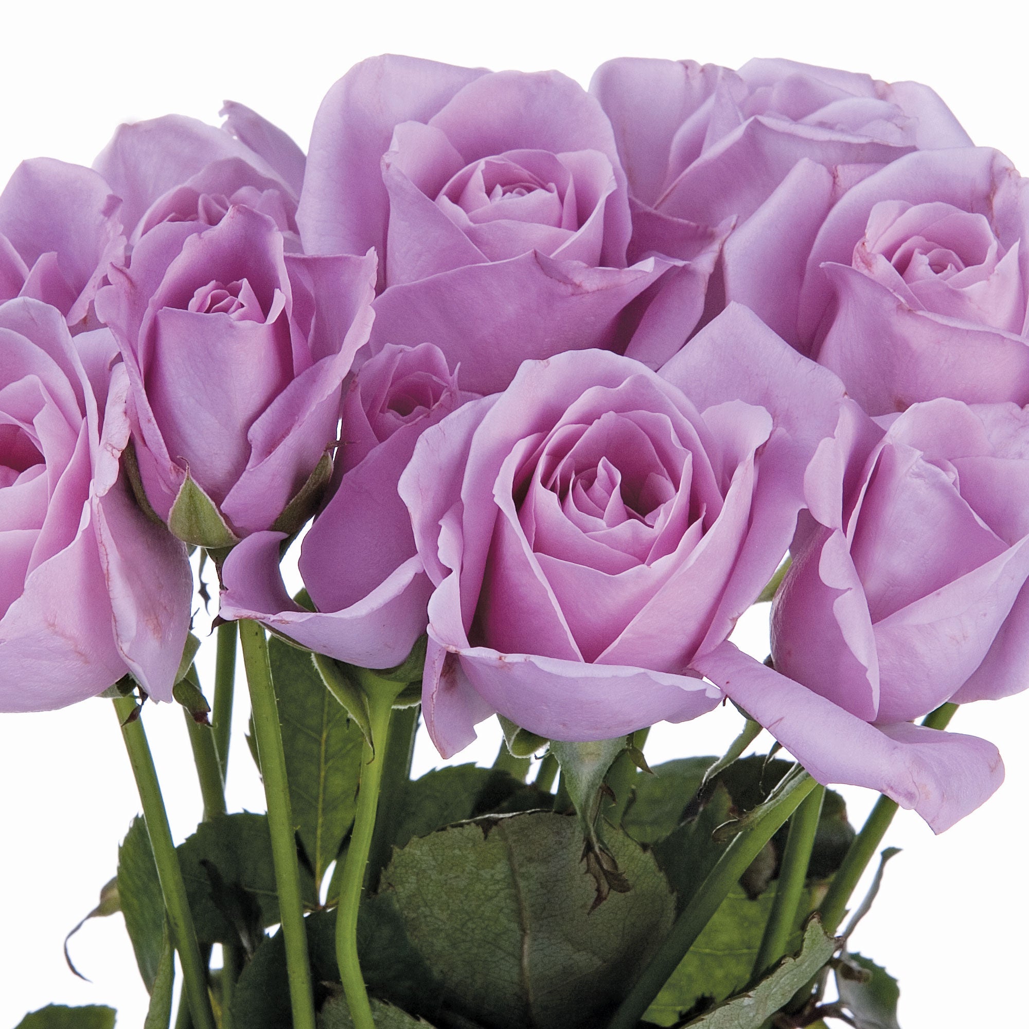 Sterling Silver Rose 1.5 Gallon Pot