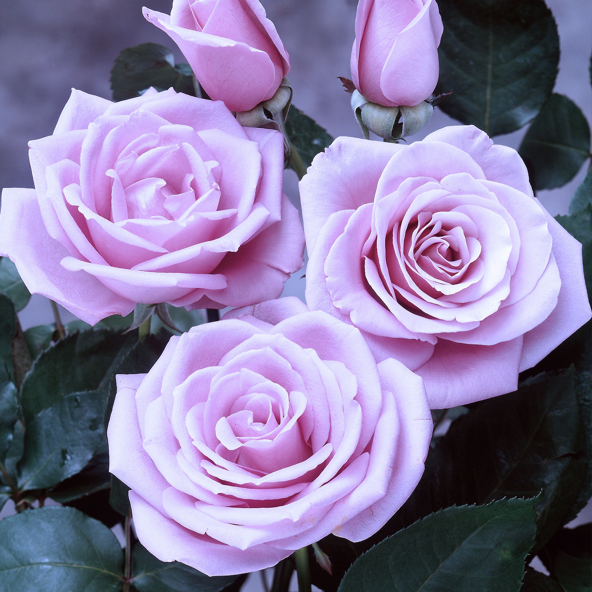 Sterling Silver Rose 1.5 Gallon Pot