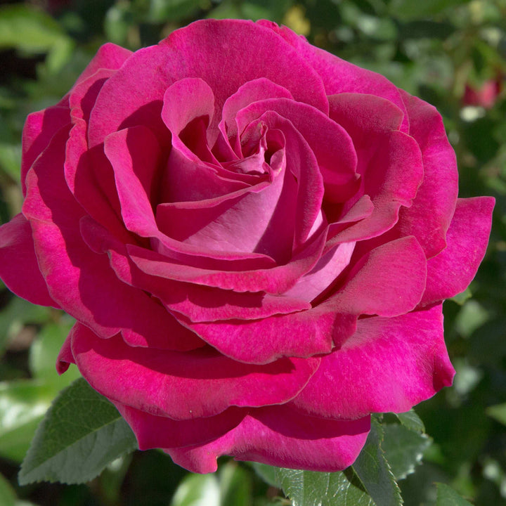 Stilleto Rose Plant 1.5 gallon Pot
