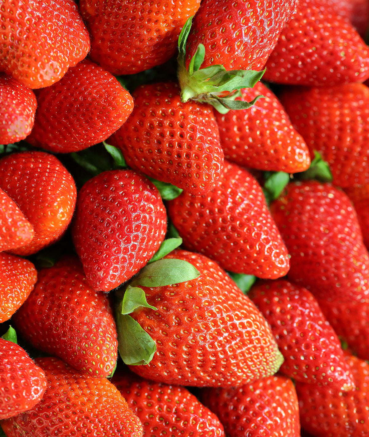 Allstar Junebearer Strawberry - 20 root divisions