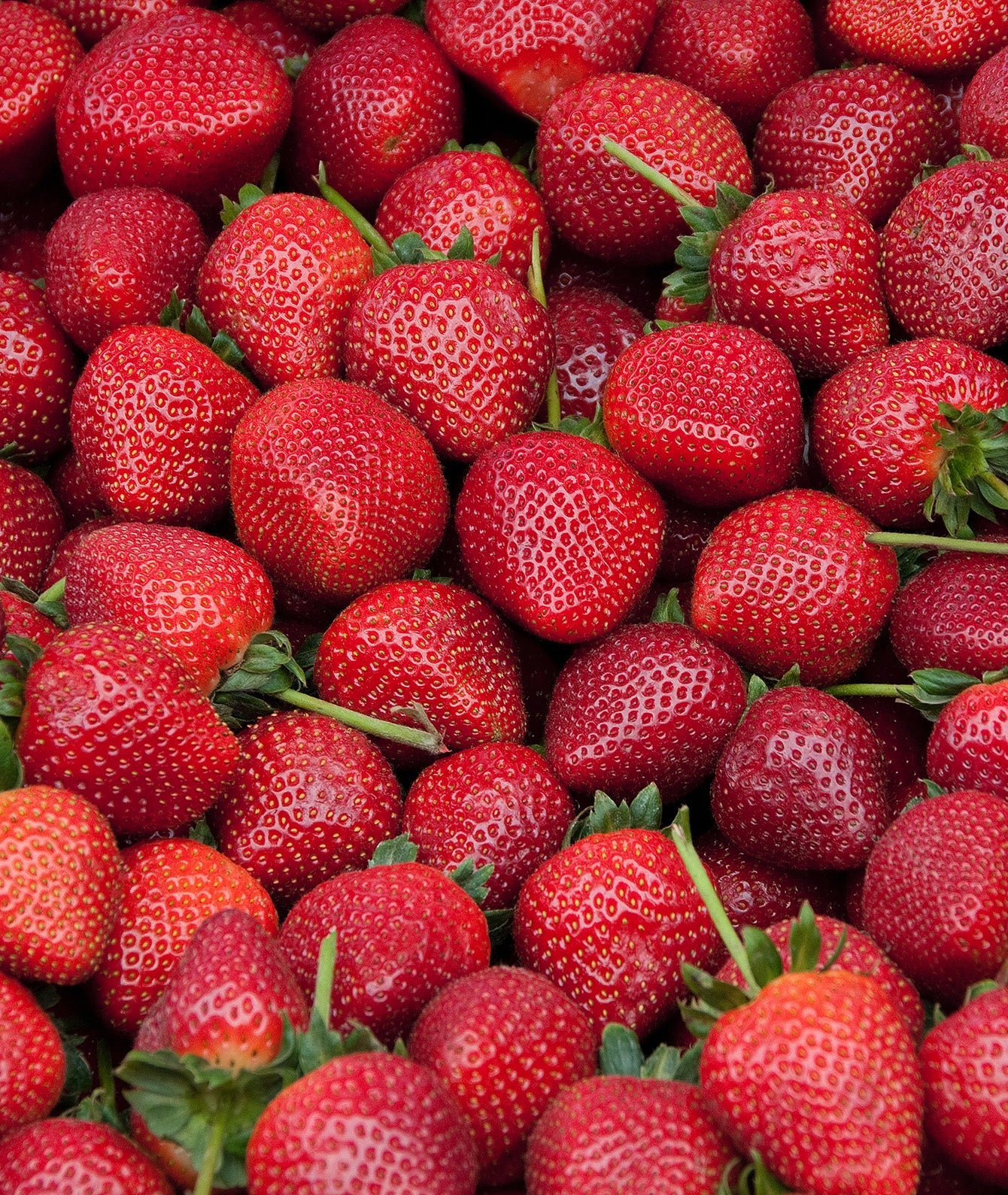 Quinault Everbearer Strawberry - 20 root divisions