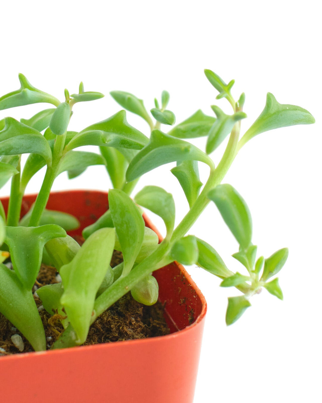 Senecio peregrinus &
