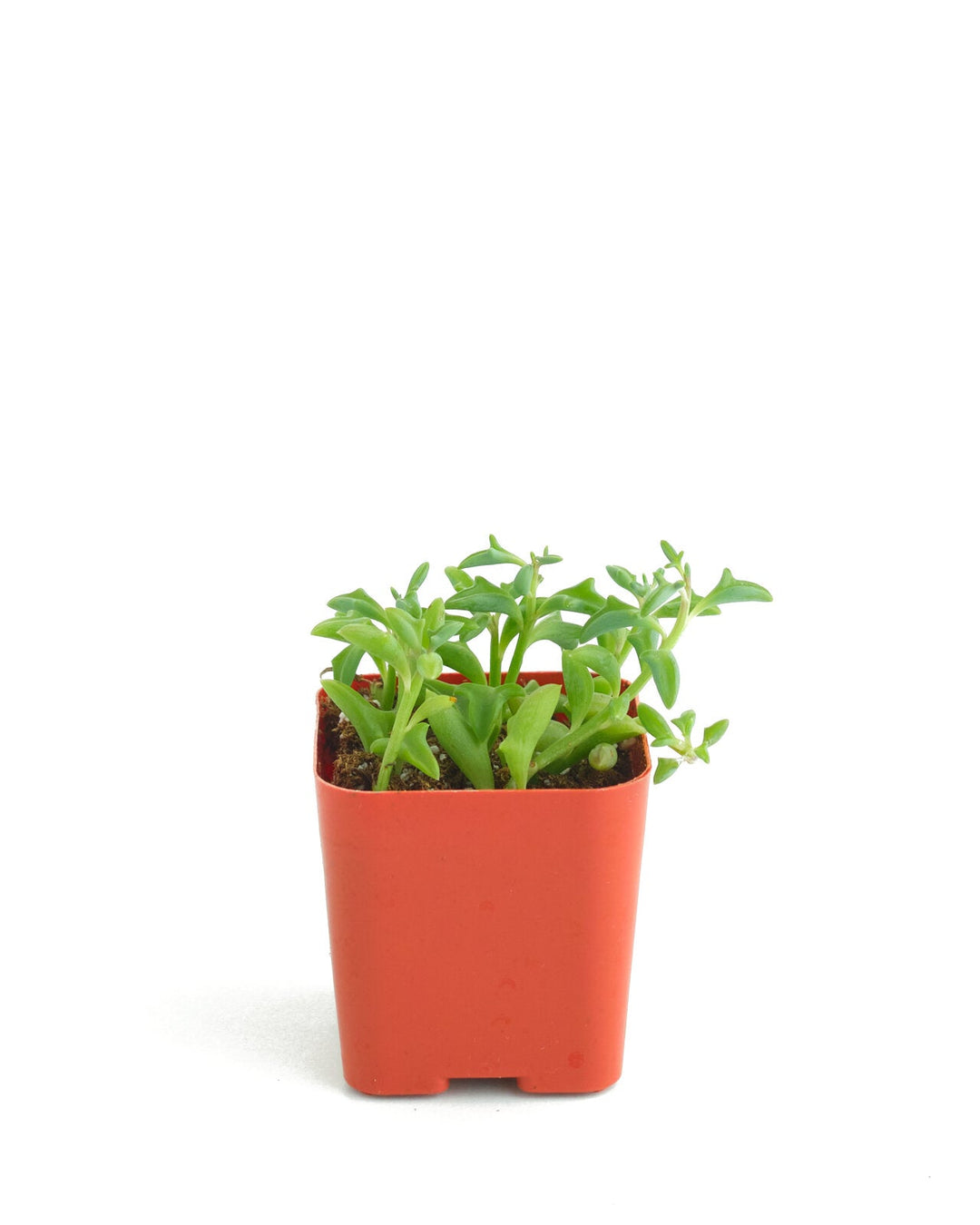 Senecio peregrinus &