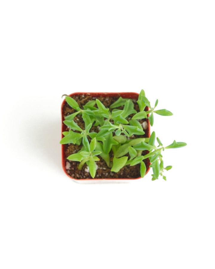 Senecio peregrinus &