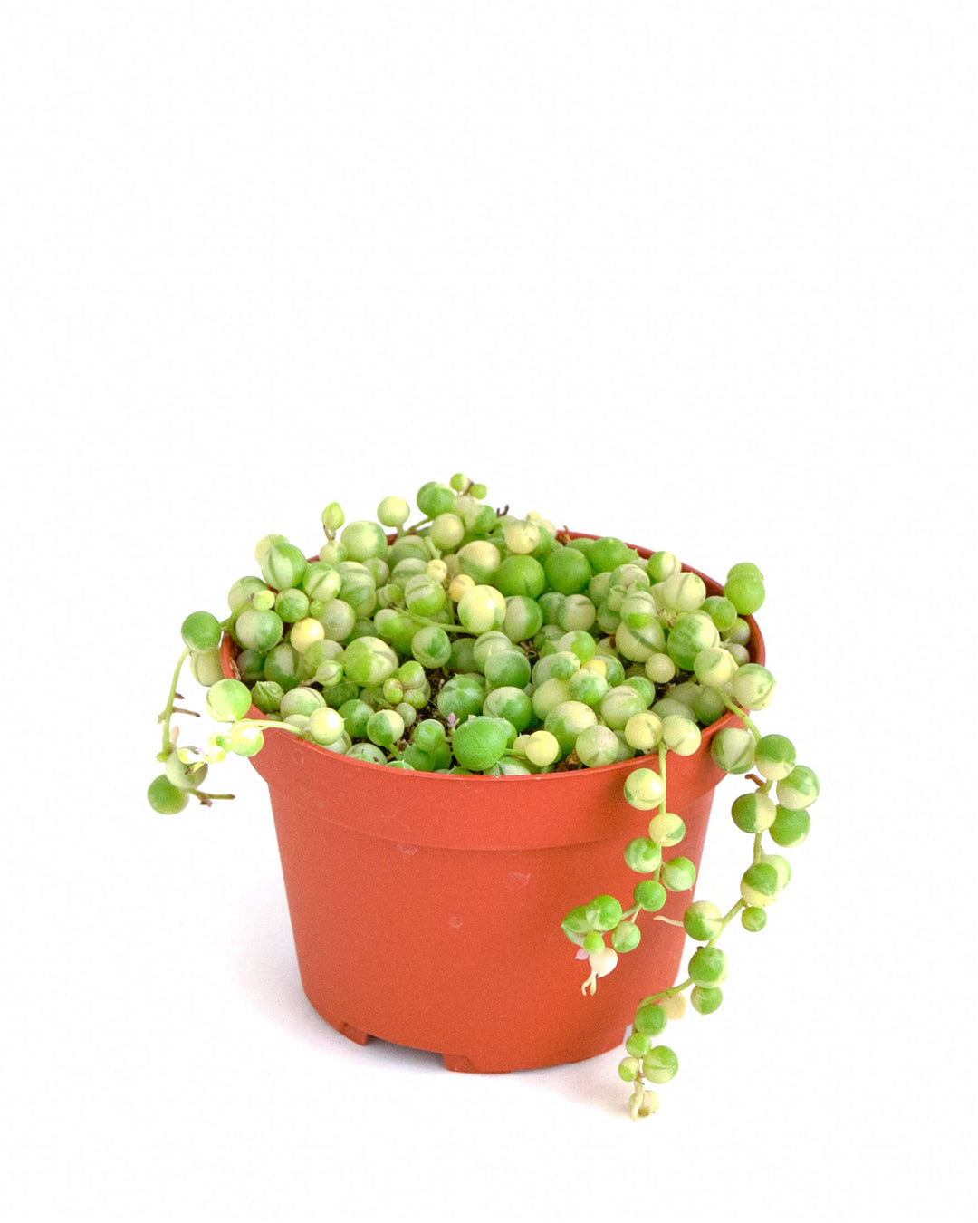 Senecio rowleyanus f. variegatus &