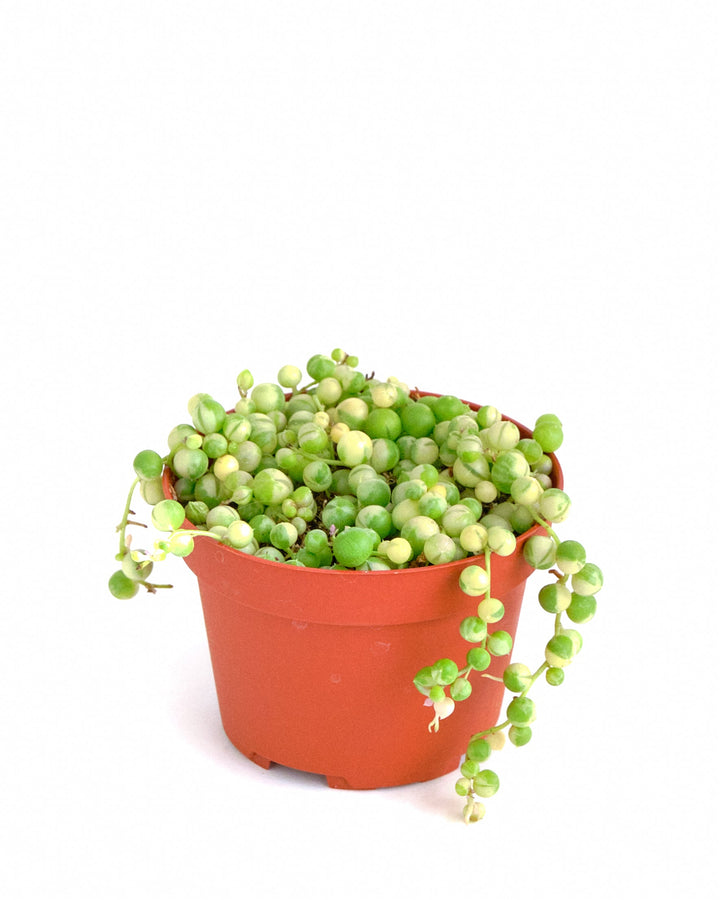 Senecio rowleyanus f. variegatus &