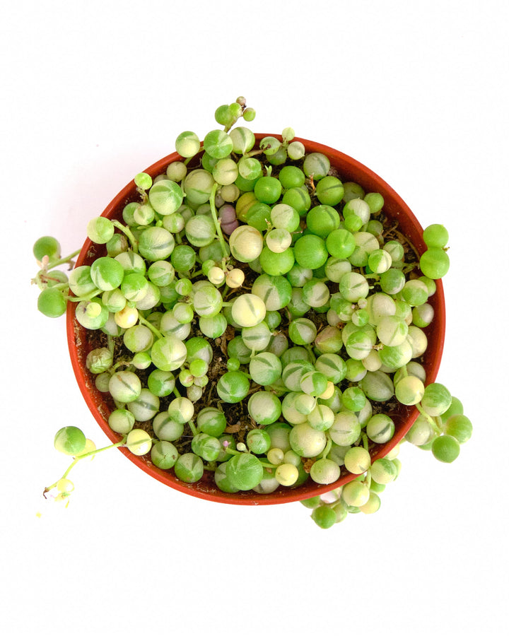 Senecio rowleyanus f. variegatus &