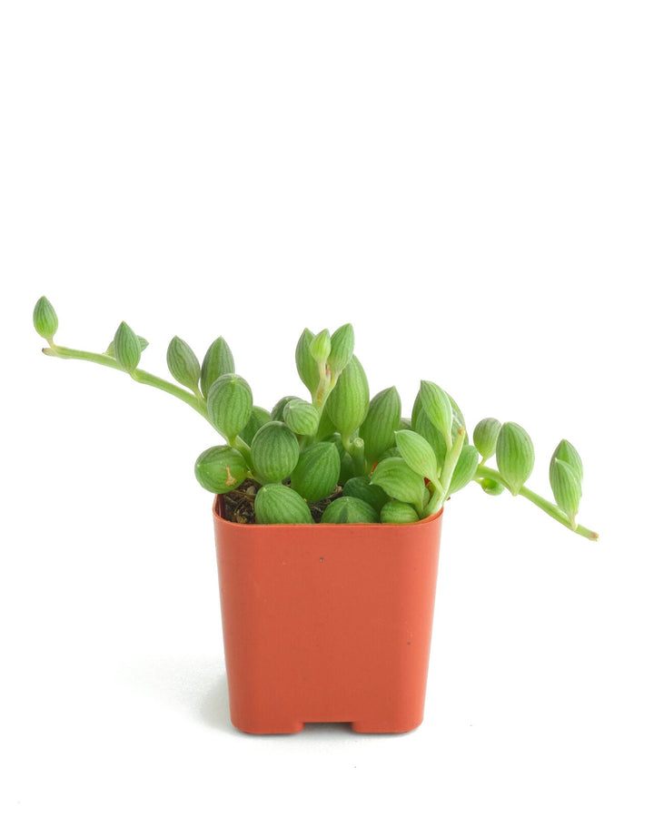 Curio Herreanus &