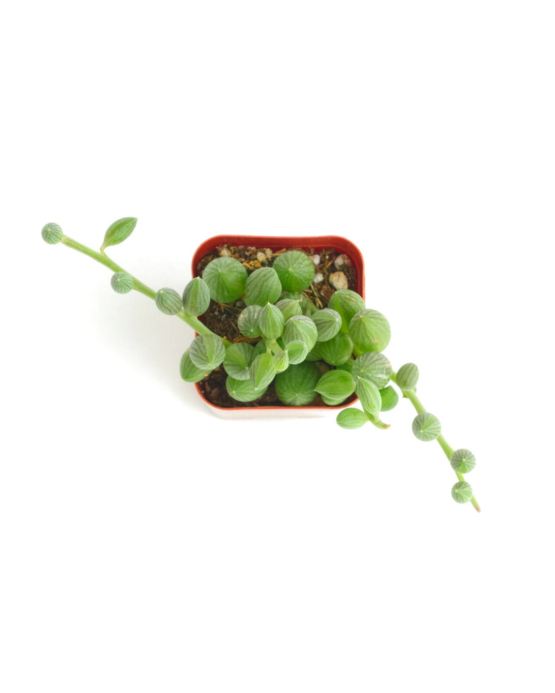 Curio Herreanus &