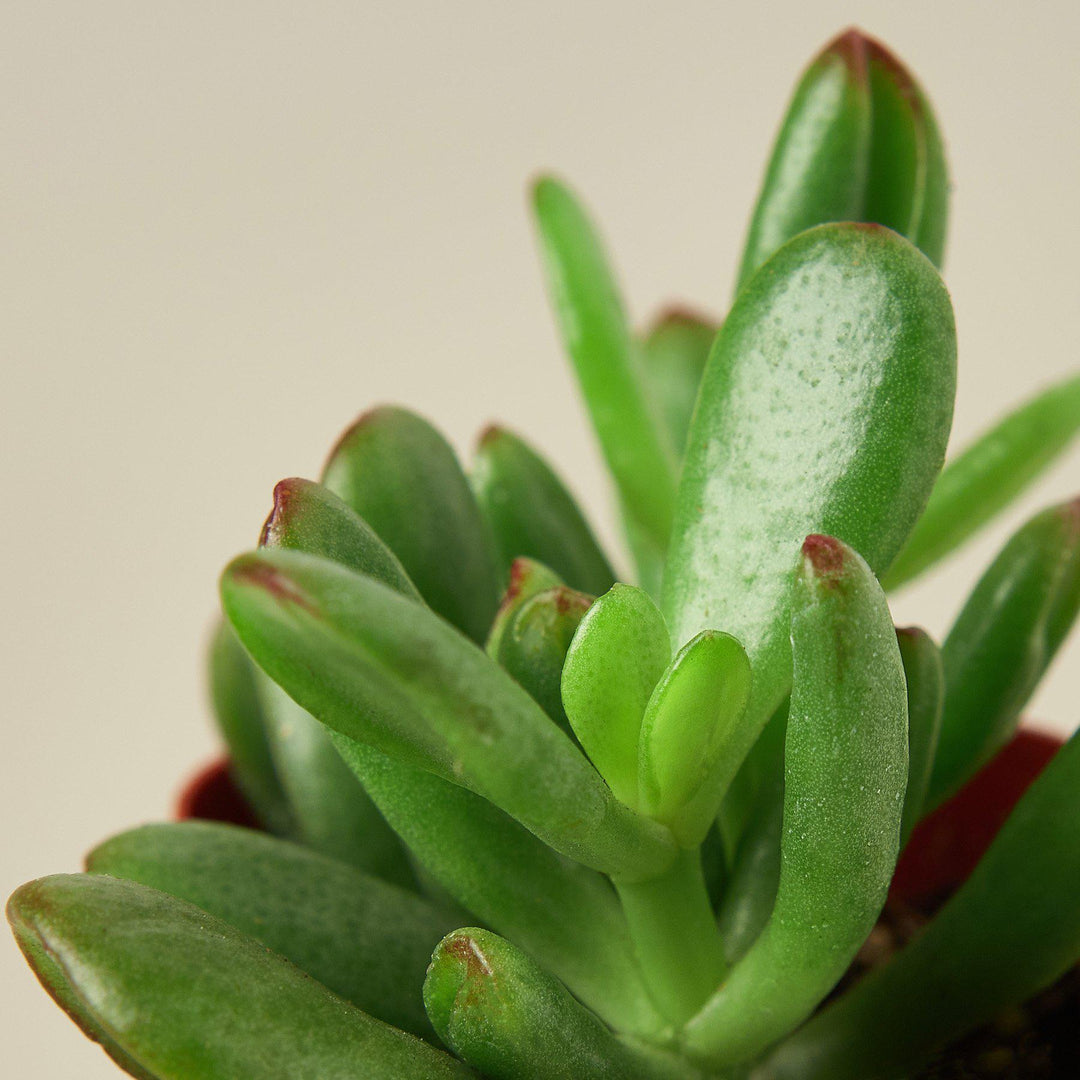 Succulent Crassula &