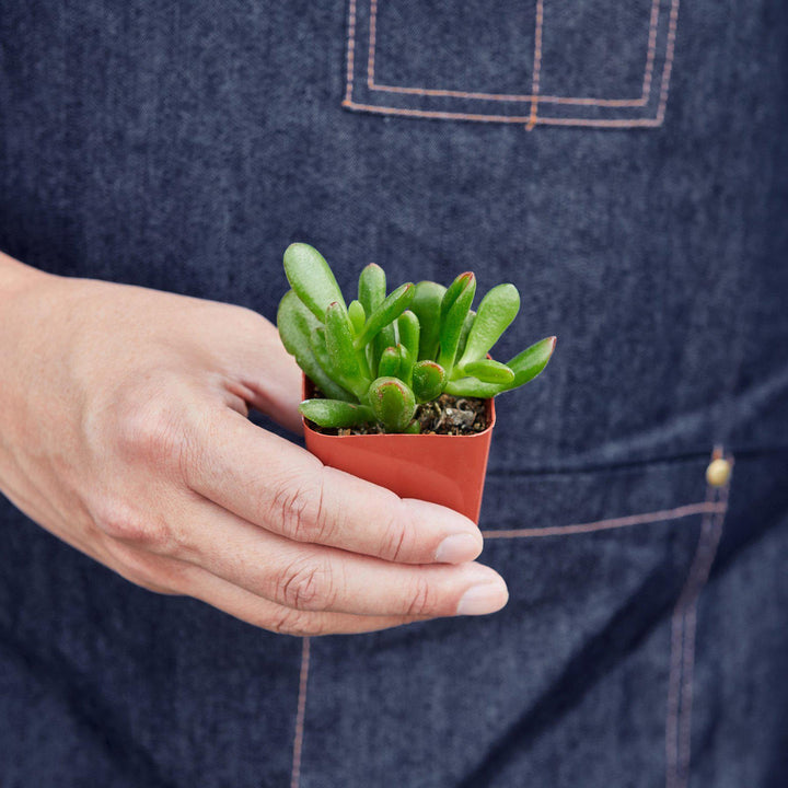 Succulent Crassula &