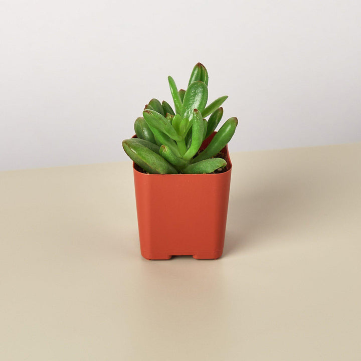 Succulent Crassula &