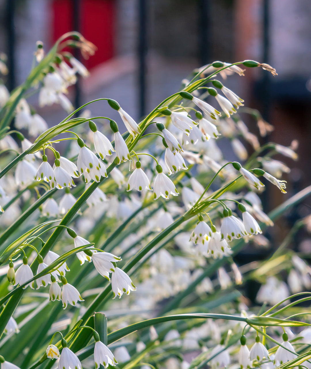 Summer Snowflake Leucojum - 25 bulbs