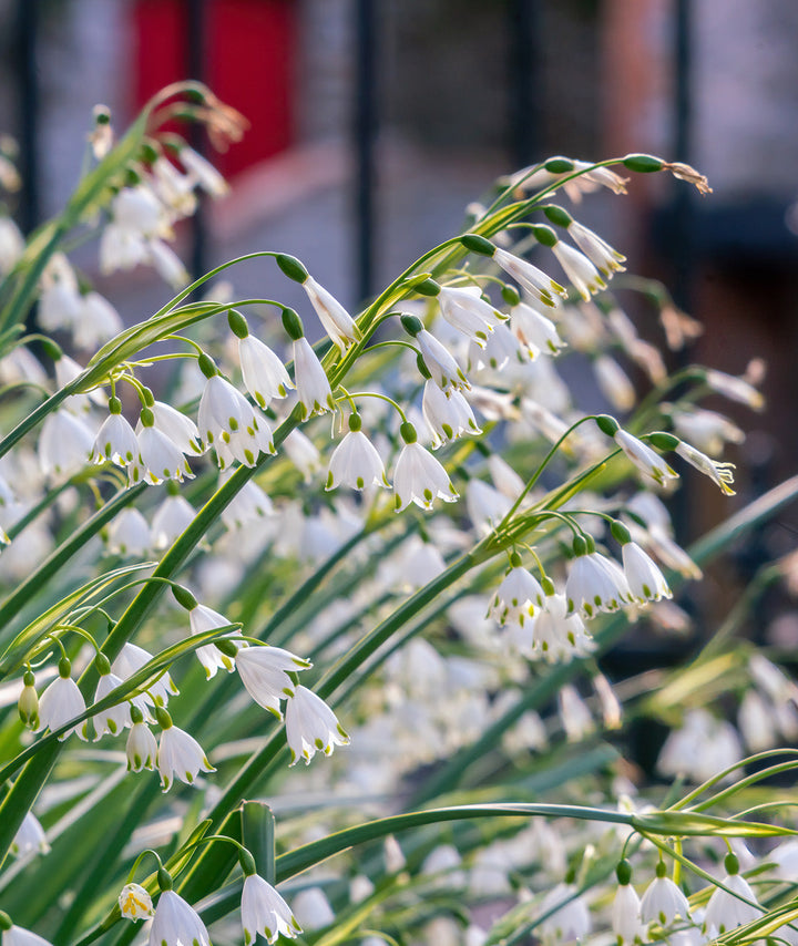 Summer Snowflake Leucojum - 25 bulbs