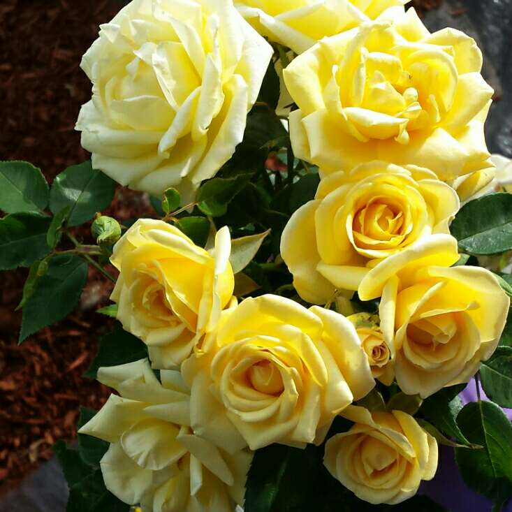 Sunny Sky Rose 1.5 Gallon Container