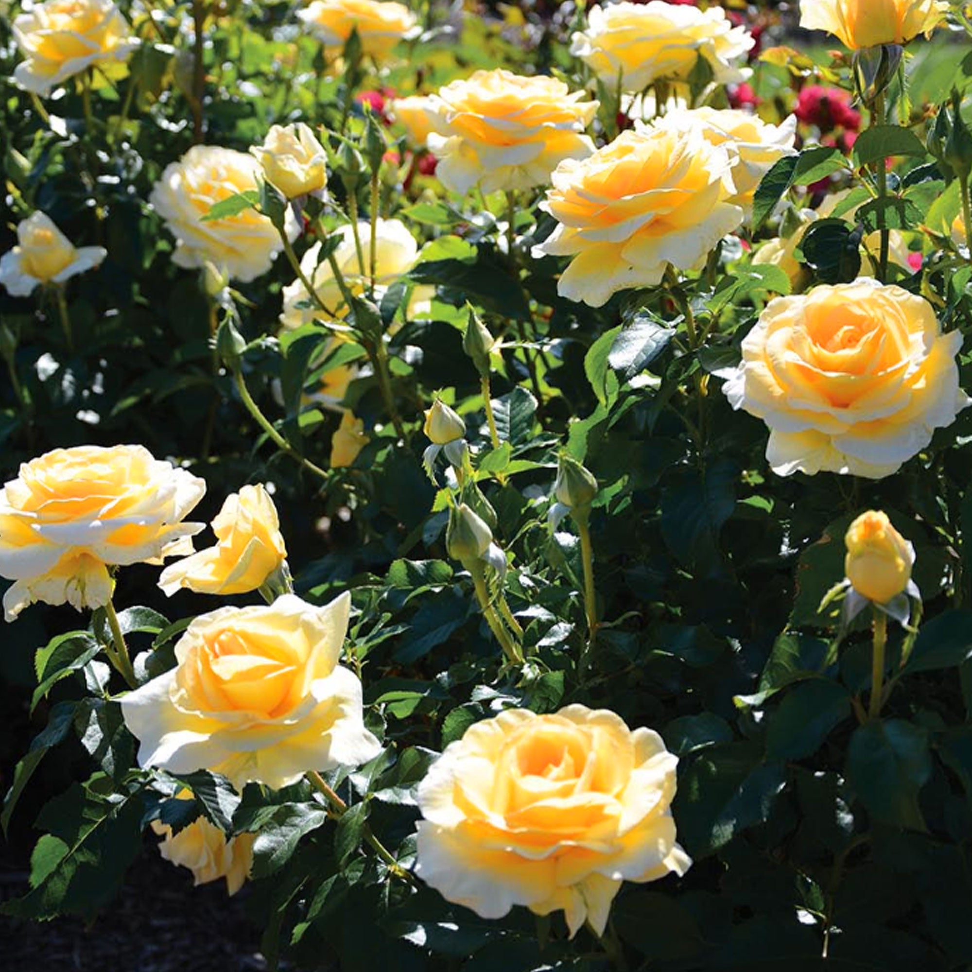 Sunshine Daydream Rose 1.5 Gallon Container