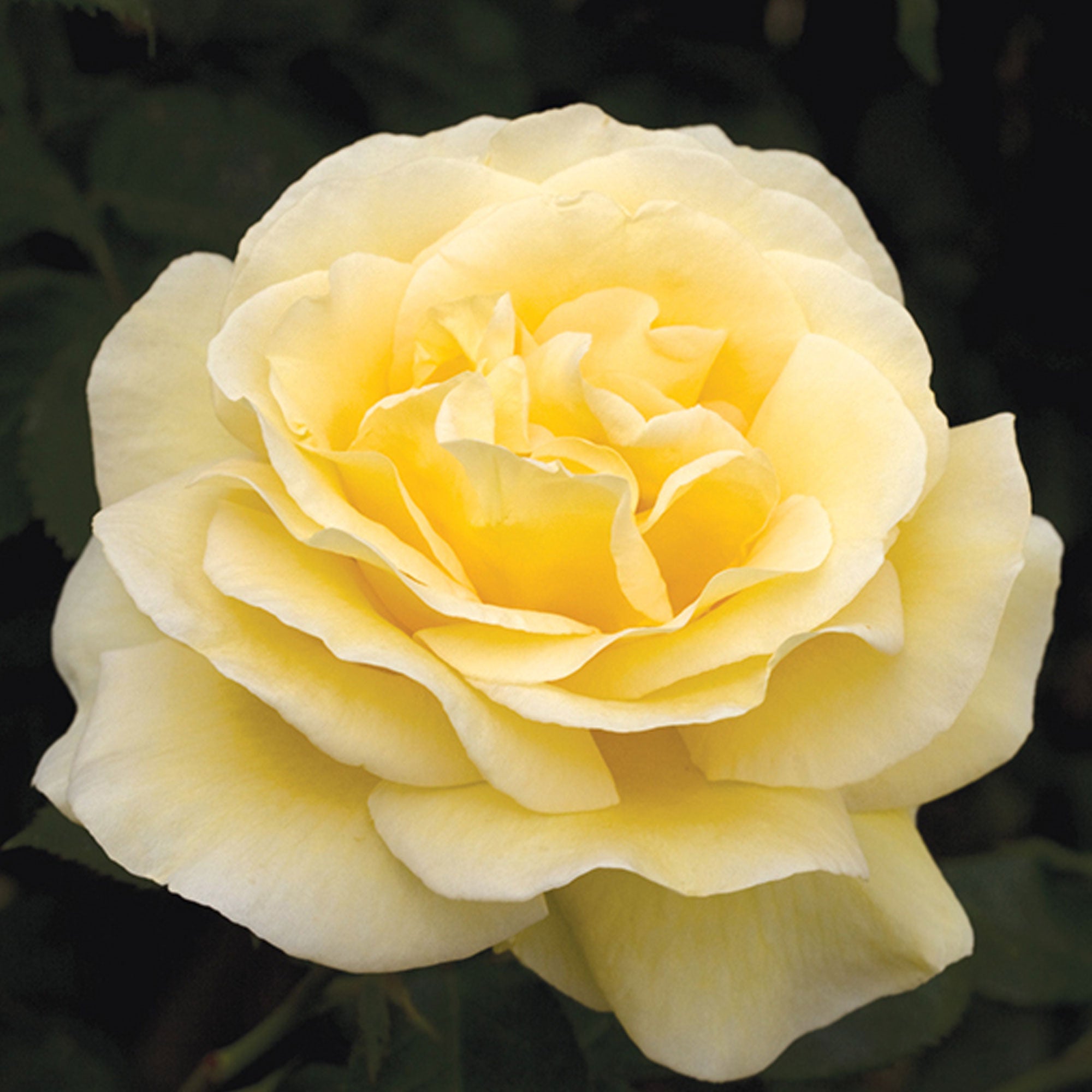 Sunshine Daydream Rose 1.5 Gallon Container