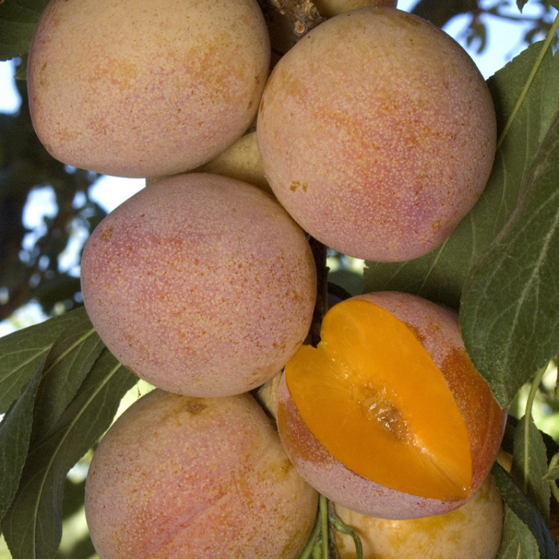 Cold Hardy "Fruit Salad" 4 on 1 Multi Grafted Fruit Tree