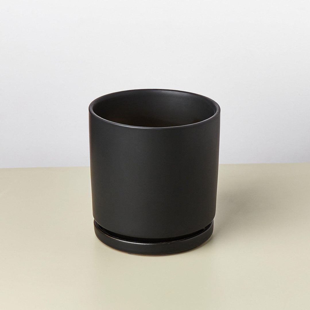 Cylinder Planter Live Indoor House Plant Easy Care Home Office Decor Gift