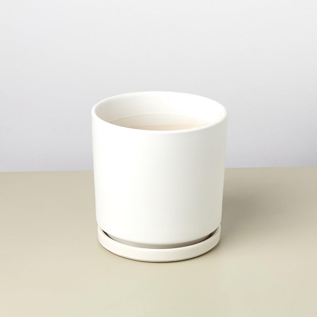 Cylinder Planter Live Indoor House Plant Easy Care Home Office Decor Gift