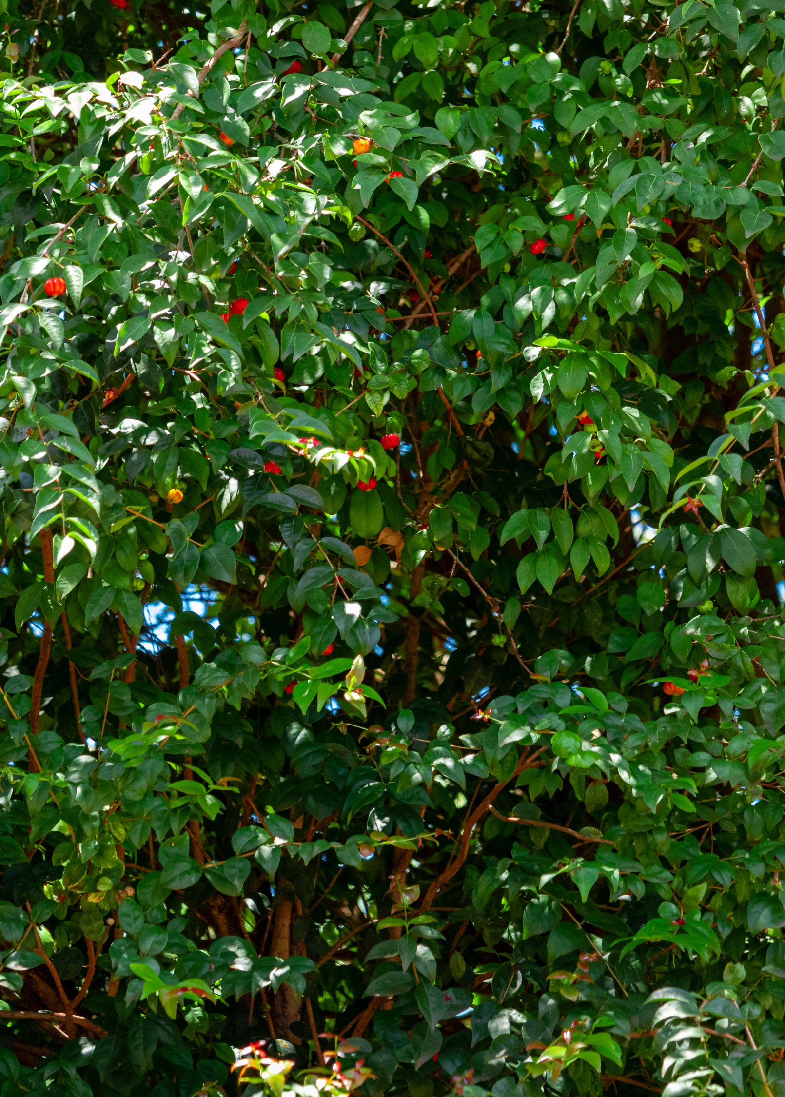Surinam Cherry (Eugenia uniflora)