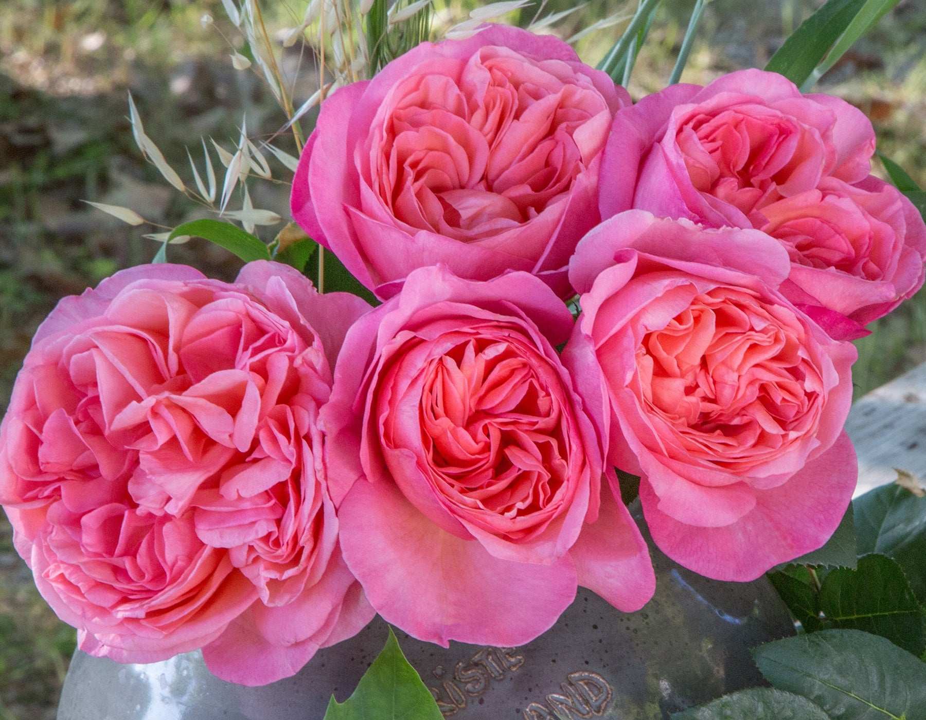 Sweet Mademoiselle Hybrid Tea Rose 1.5 gallon Pot