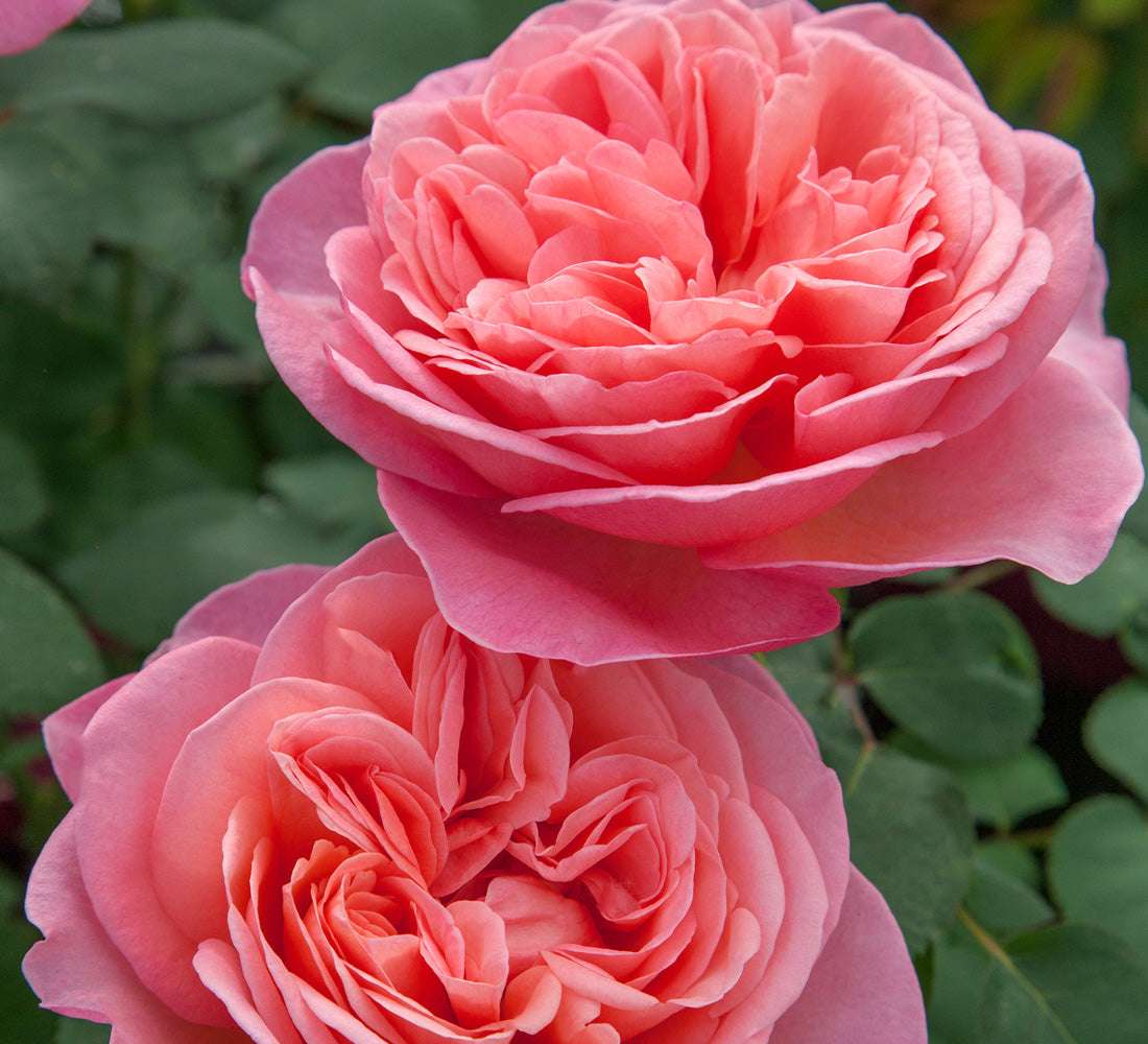 Sweet Mademoiselle Hybrid Tea Rose 1.5 gallon Pot