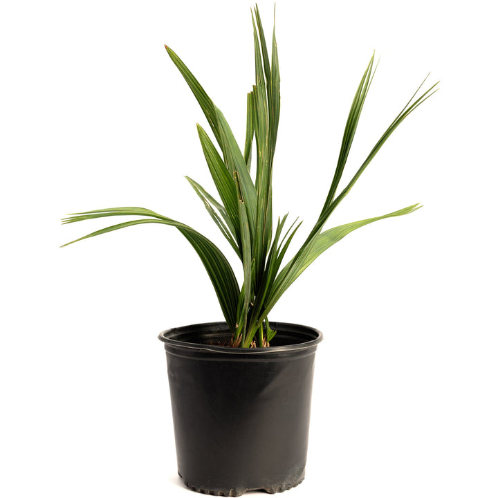 Dwarf Palmetto Tree