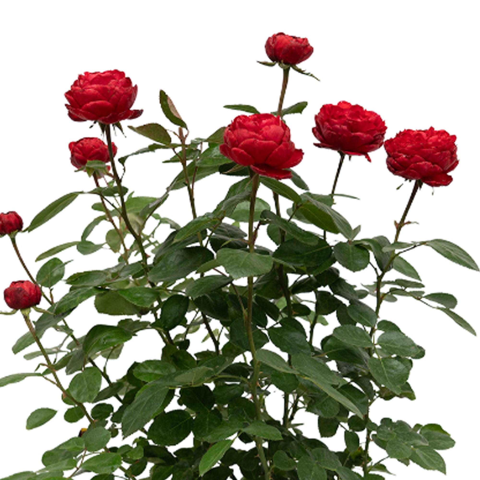 Tiamo Rose 1.5 gallon Pot