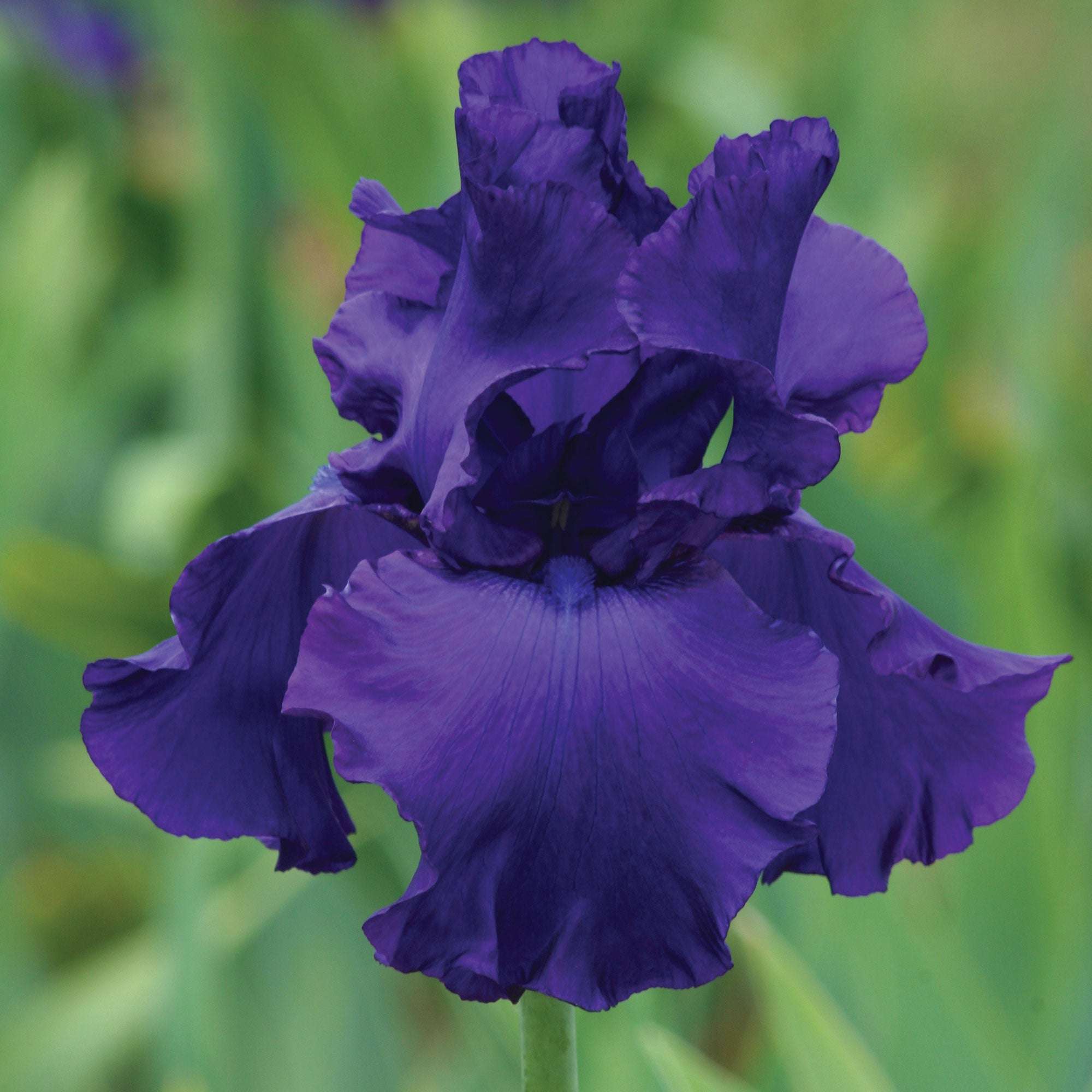 Titans Glory Bearded Iris Potted Quart Pot