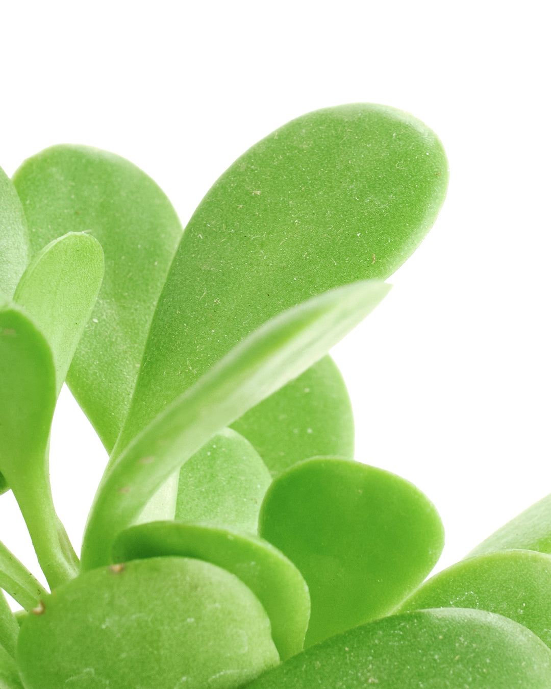Senecio Jacobsenii &