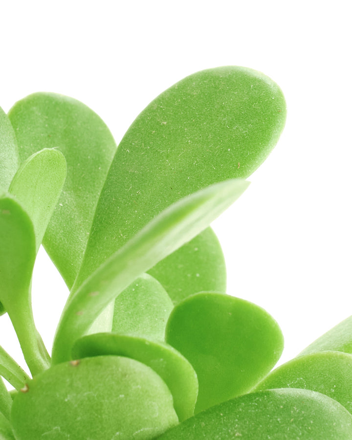 Senecio Jacobsenii &