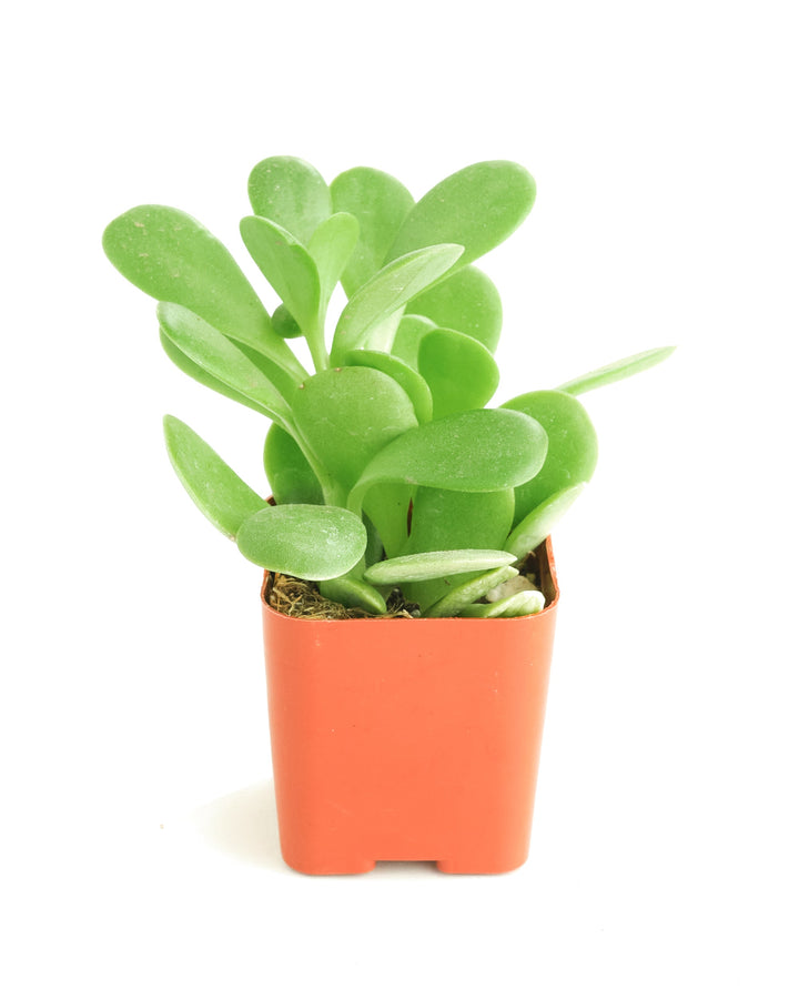 Senecio Jacobsenii &