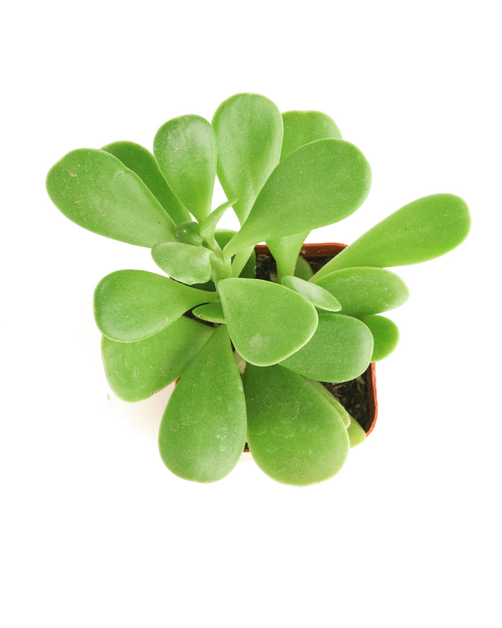 Senecio Jacobsenii &