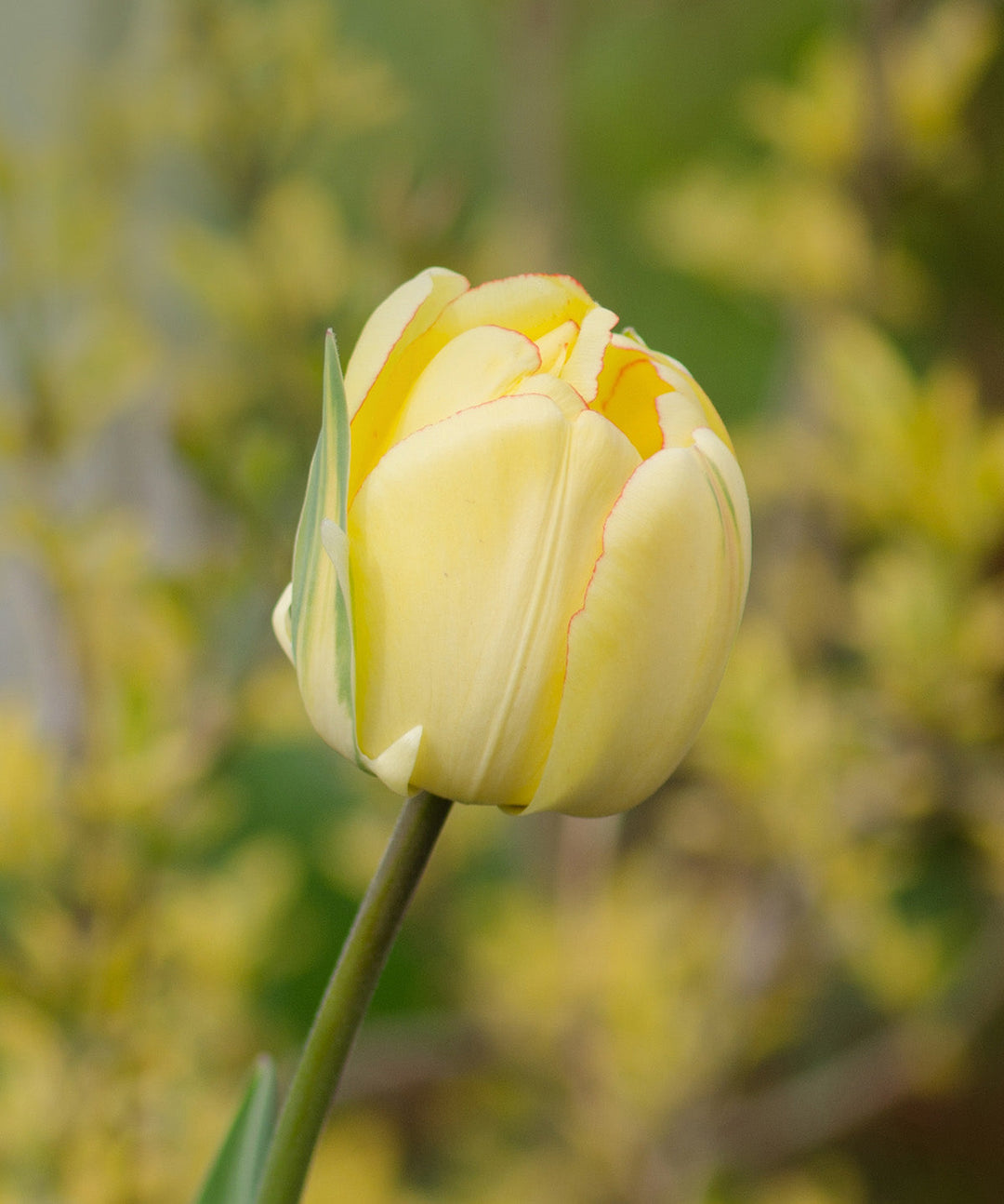 Beauty of Apeldoorn Darwin Hybrid Tulip - 10 bulbs