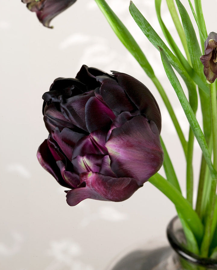 Black Hero Double Late Tulip - 10 bulbs