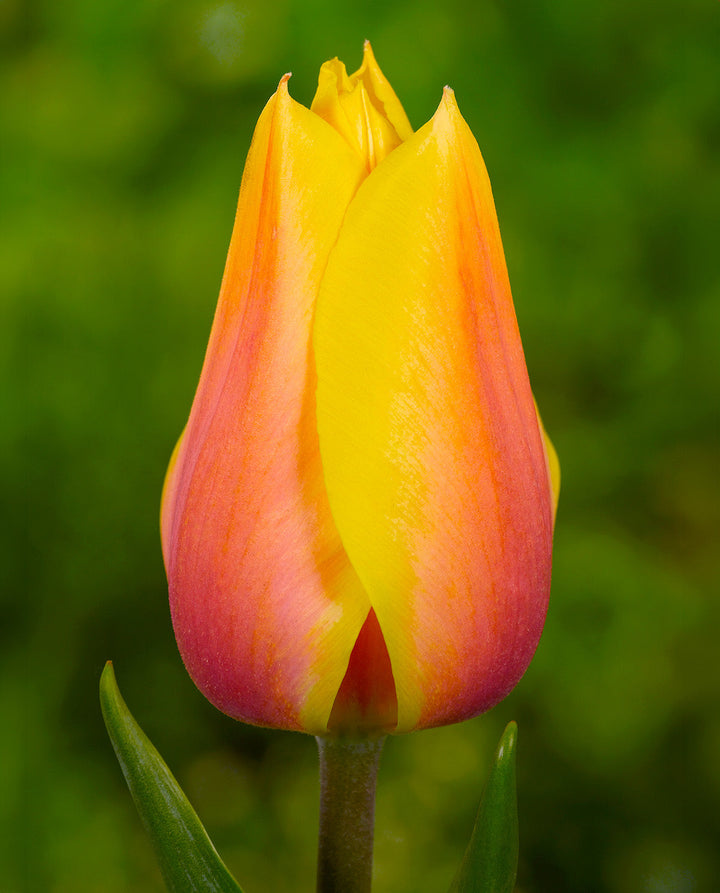 Blushing Beauty Single Late Tulip - 10 bulbs