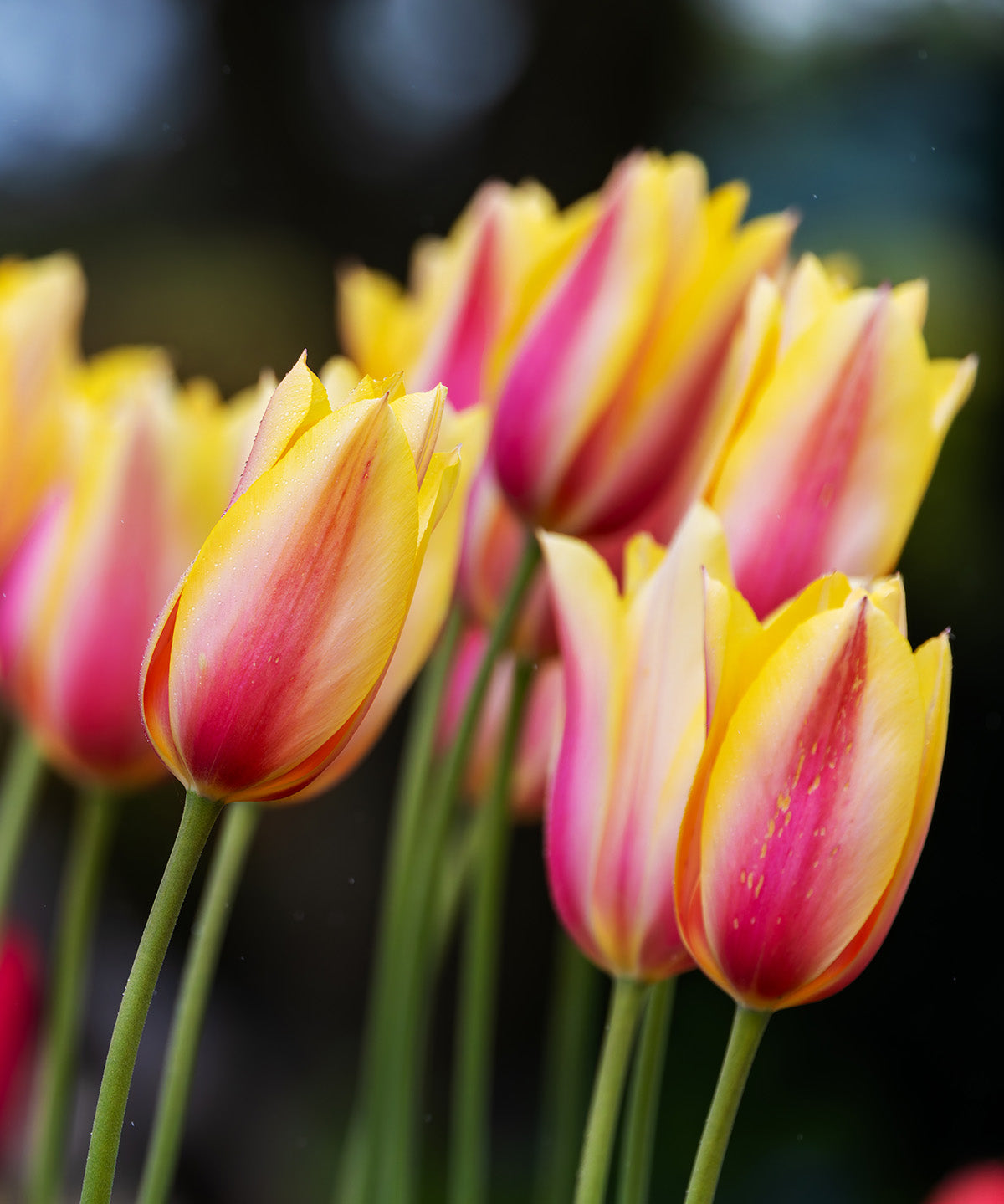 Blushing Beauty Single Late Tulip - 10 bulbs