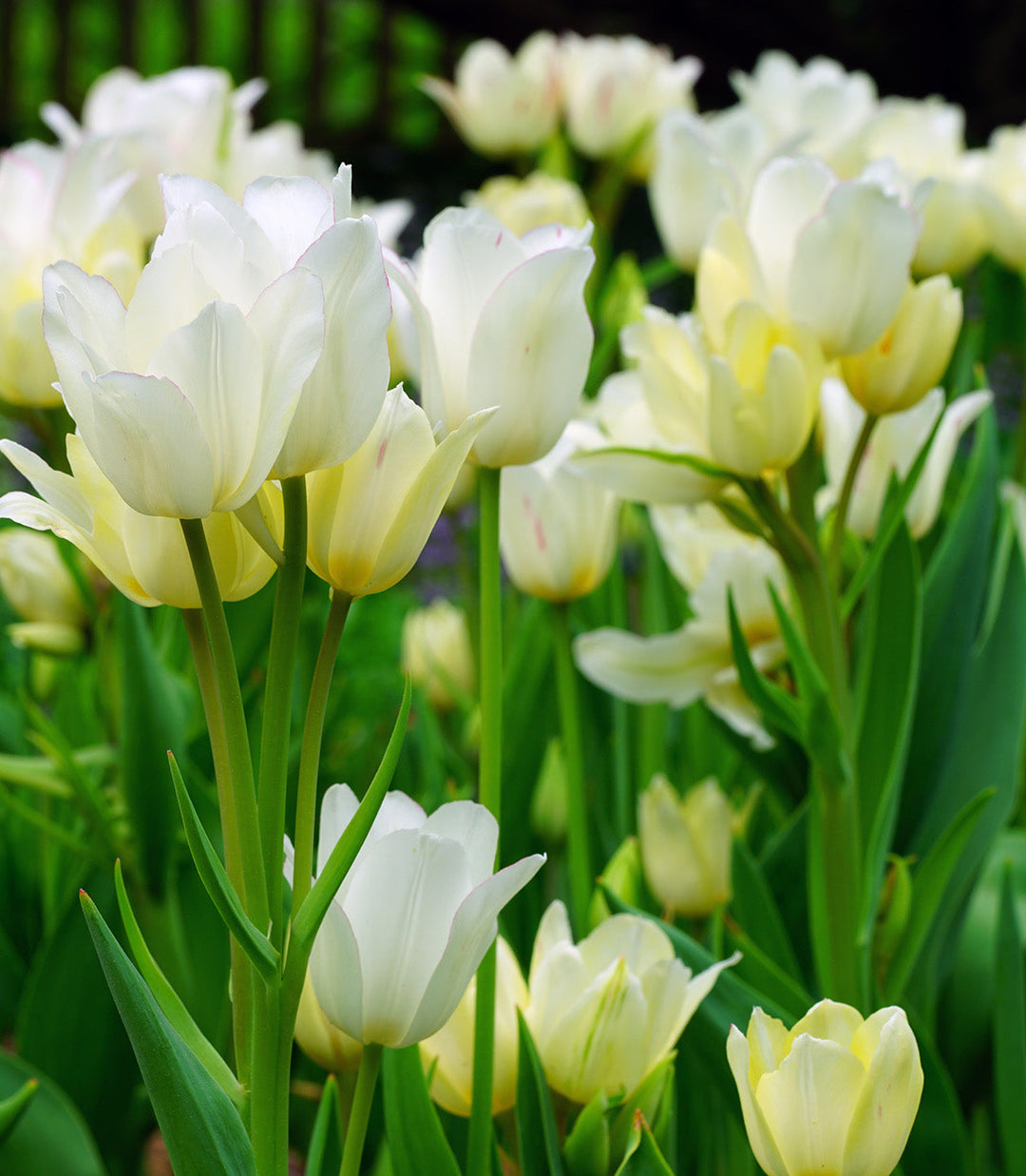 Candy Club Multiflowering Tulip - 10 bulbs