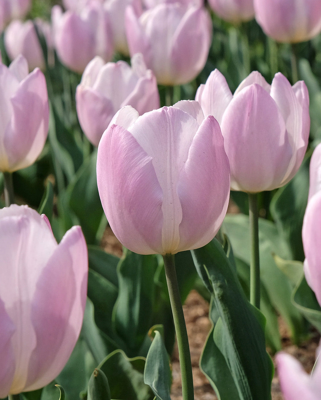 Candy Prince Single Early Tulip - 10 bulbs