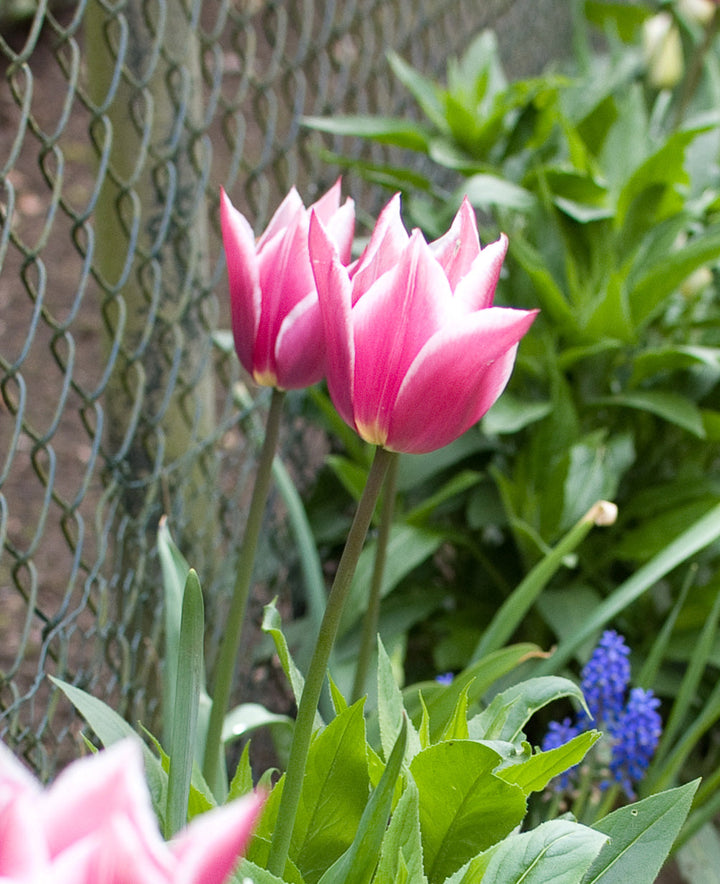 Claudia Lily Flowered Tulip - 10 bulbs