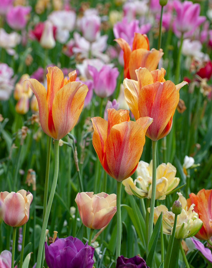 Dordogne Single Late Tulip - 10 bulbs