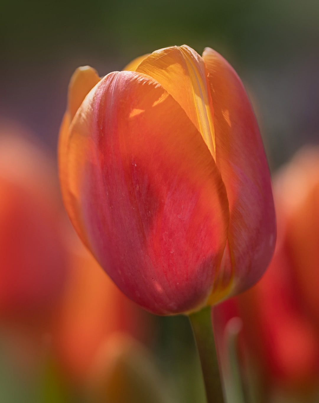 Dordogne Single Late Tulip - 10 bulbs